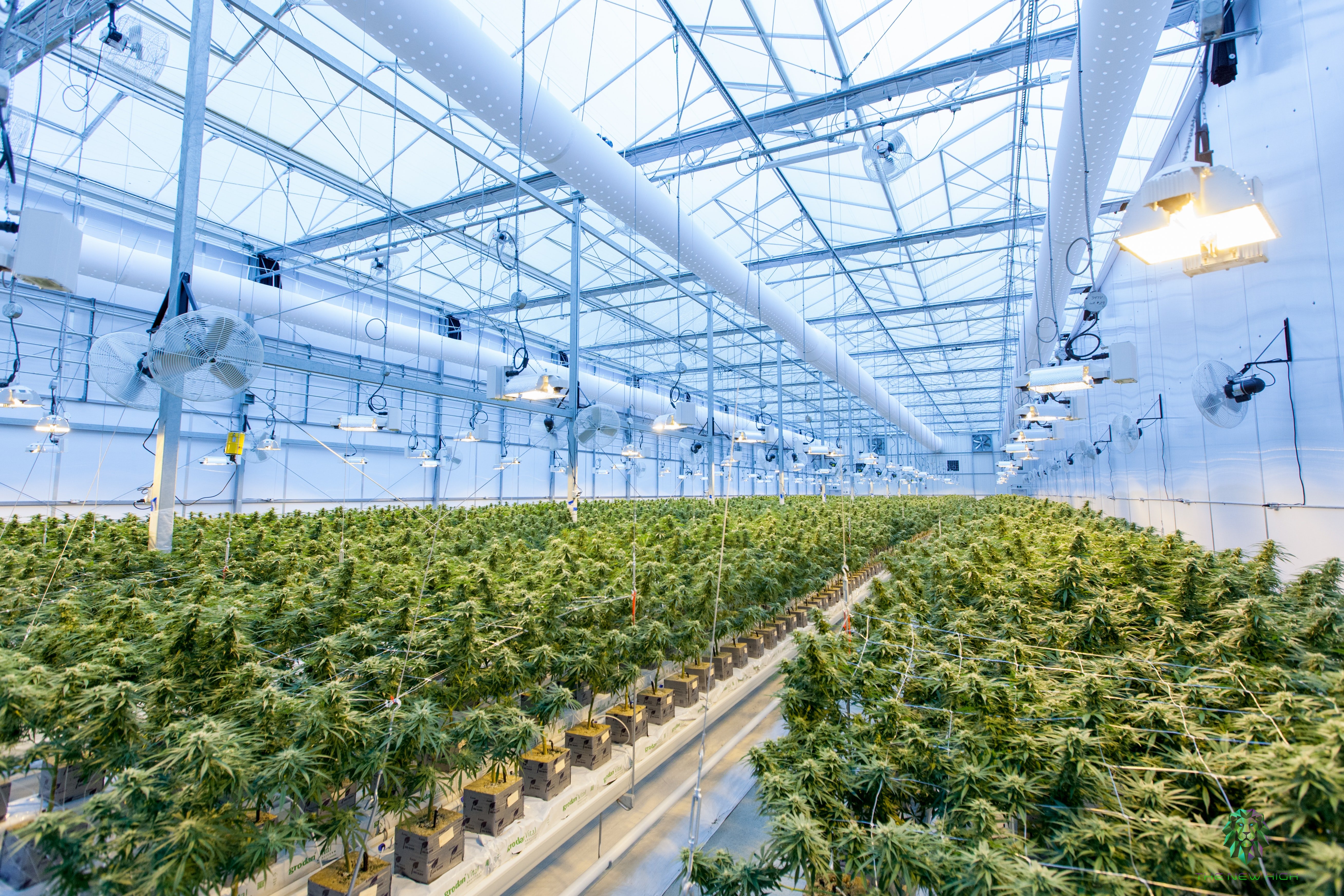 Cannabis greenhouse